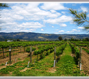 Napa Valley Wine Tours